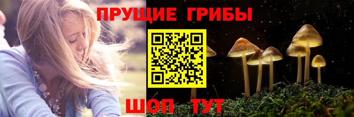 Псилоцибиновые грибы Psilocybe Кинель